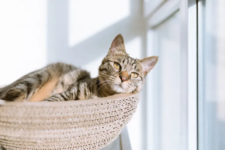 cat in basket