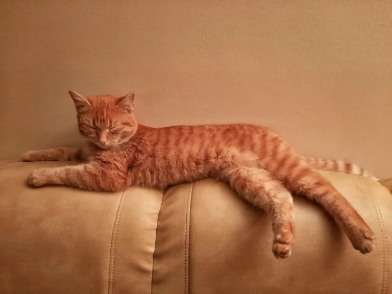 cat on sofa